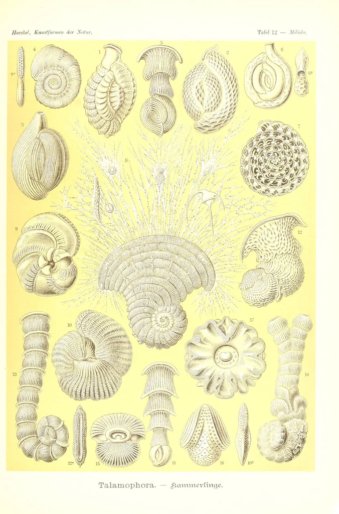 An illustration from Kunstformen der Natur (Tafel 12) (6197315463), 1904