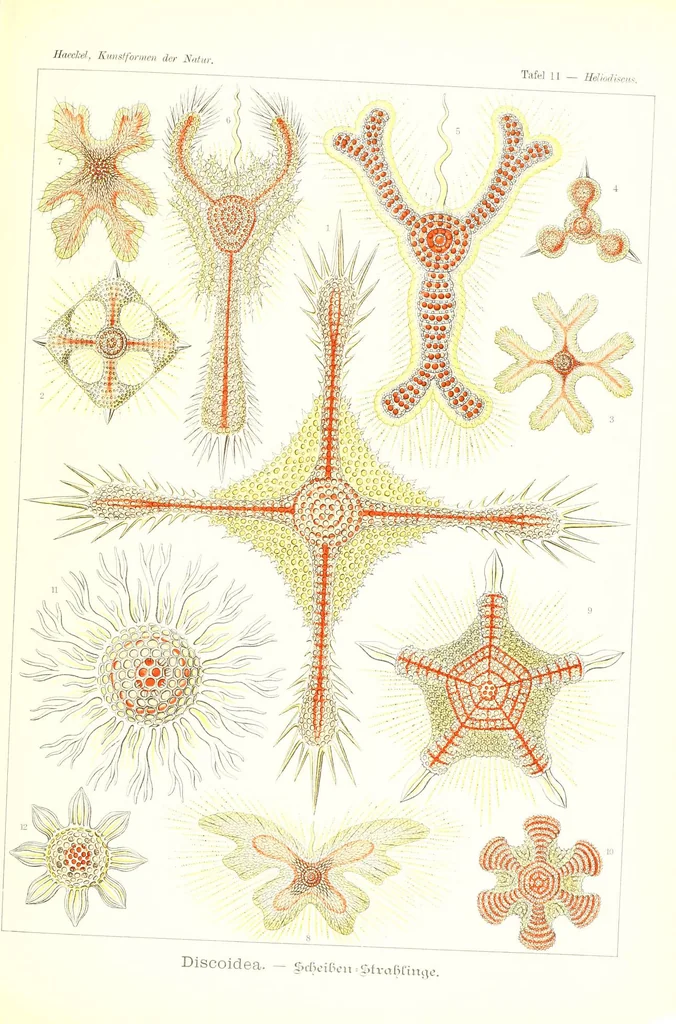 An illustration from Kunstformen der Natur (Tafel 11) (6197315325), 1904