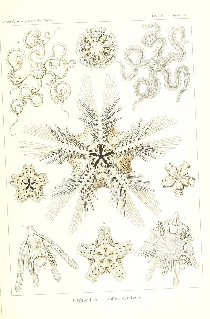 An illustration from Kunstformen der Natur (Tafel 10) (6197834510), 1904