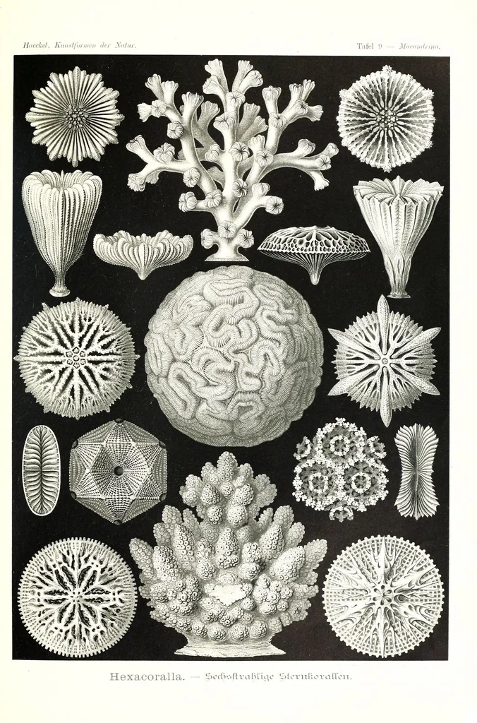An illustration from Kunstformen der Natur (Tafel 9) (6197834362), 1904