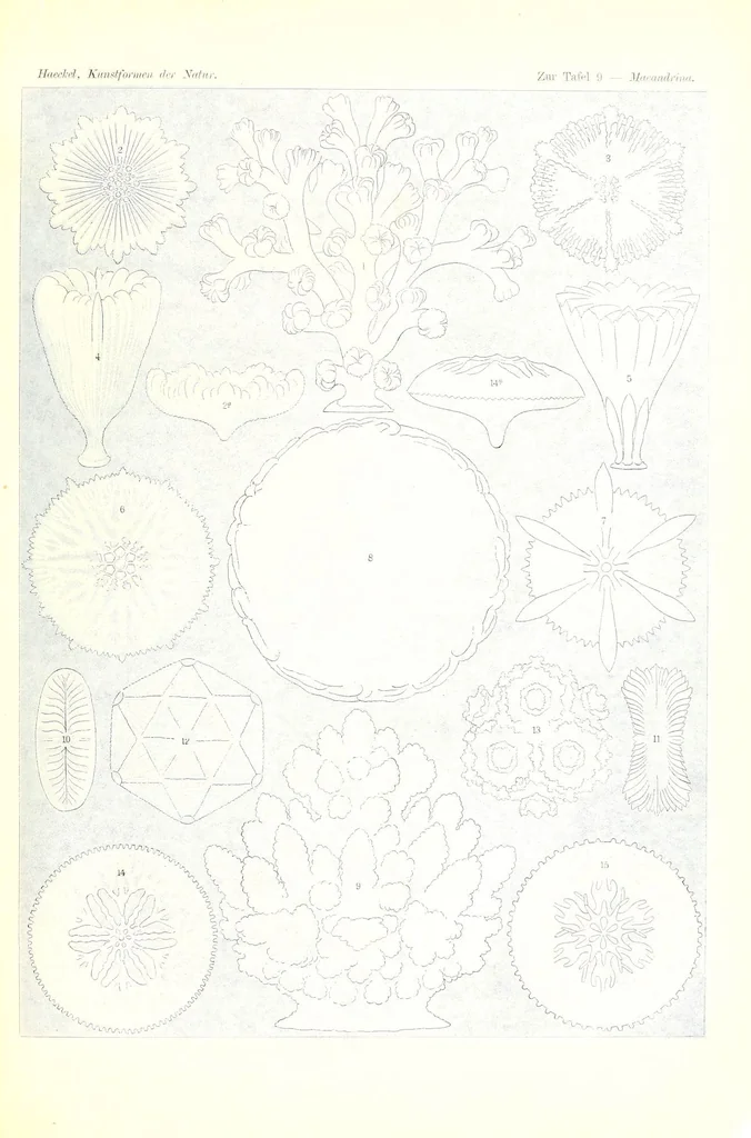 An illustration from Kunstformen der Natur (Tafel 9) (6197834210), 1904