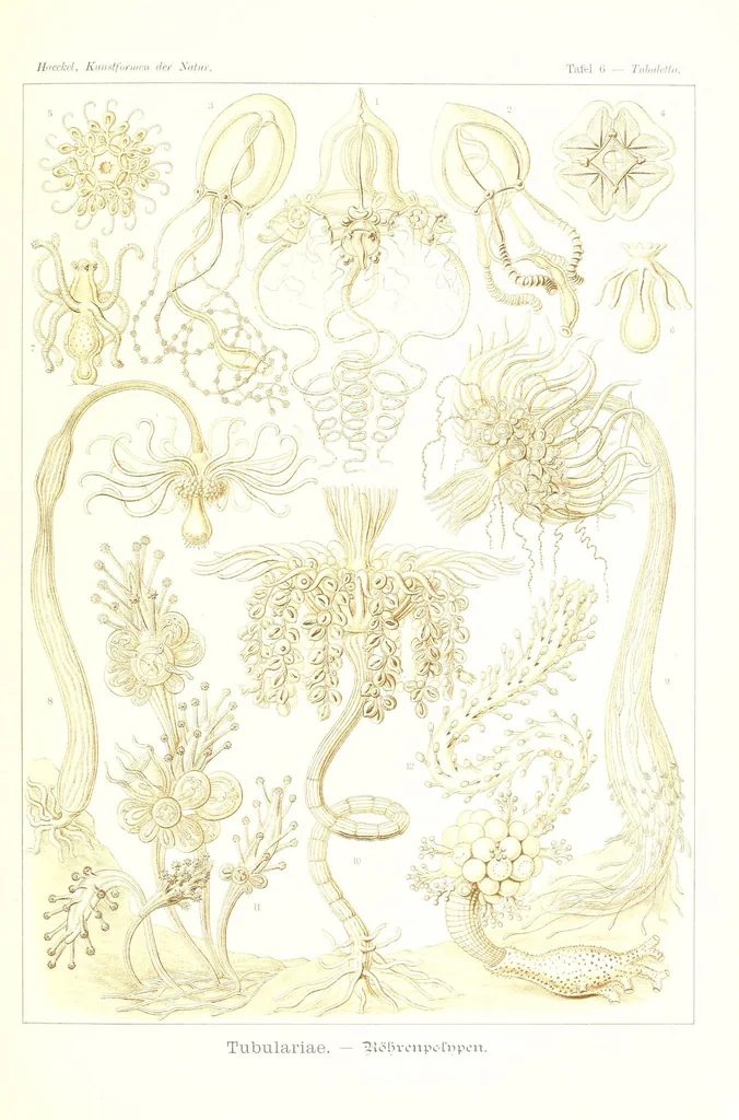 An illustration from Kunstformen der Natur (Tafel 6) (6197833788), 1904