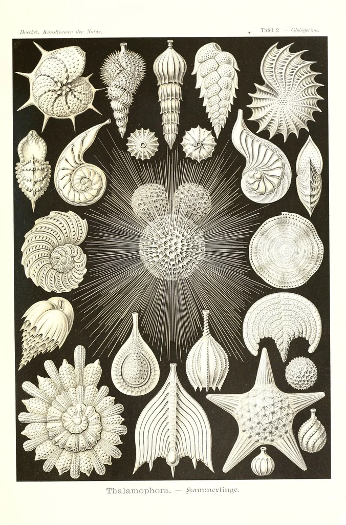 An illustration from Kunstformen der Natur (Tafel 2) (6197833068), 1904