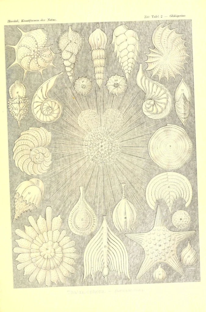 An illustration from Kunstformen der Natur (Tafel 2) (6197832928), 1904