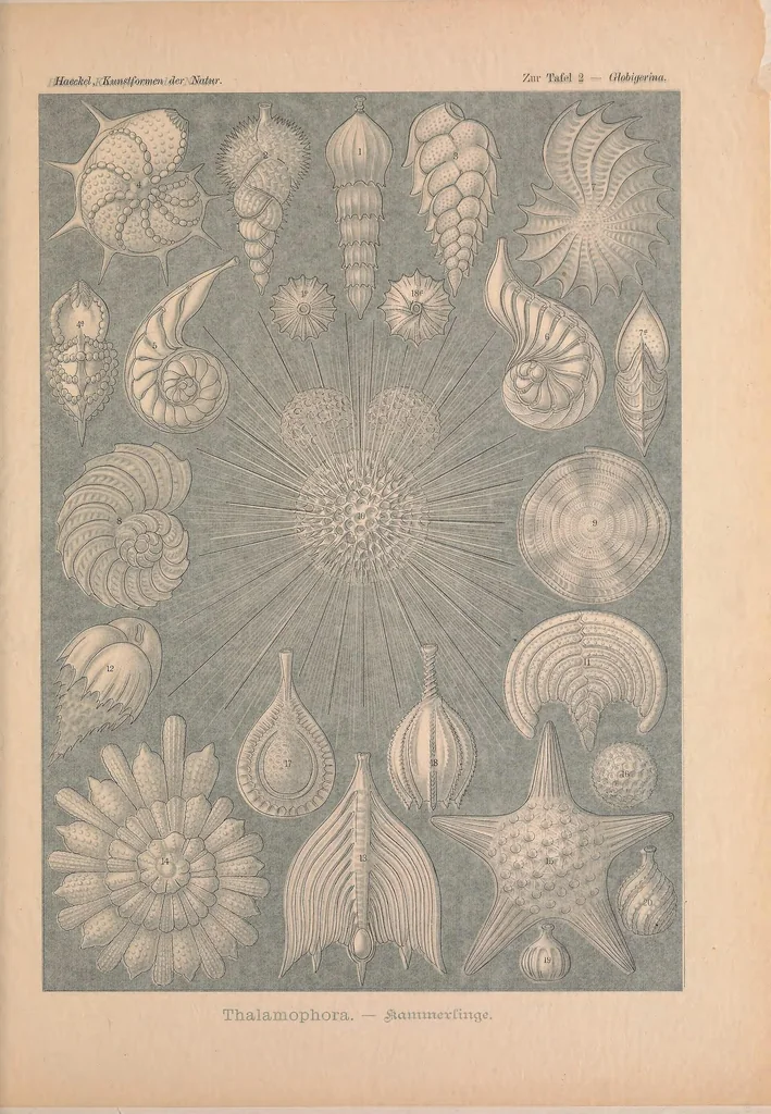 An illustration from Kunstformen der Natur (Tafel 2) BHL47388026, 1899