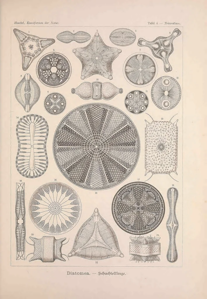 An illustration from Kunstformen der Natur (Tafel 4) BHL47388016, 1899