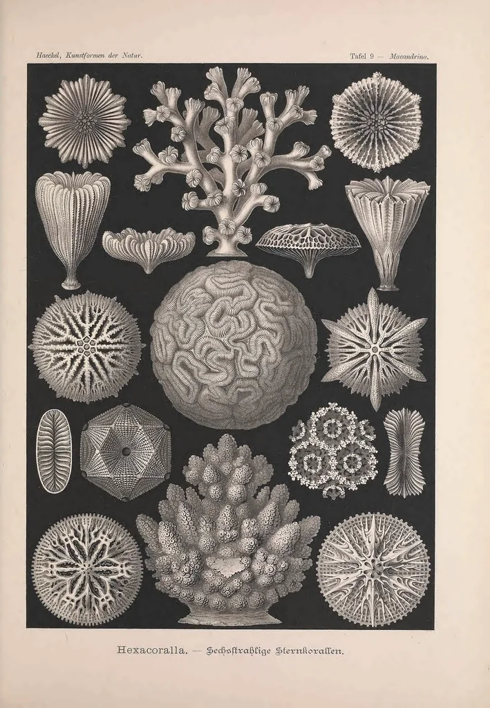 An illustration from Kunstformen der Natur (Tafel 9) BHL47387962, 1899