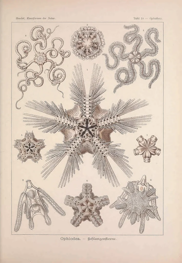 An illustration from Kunstformen der Natur (Tafel 10) BHL47387966, 1899