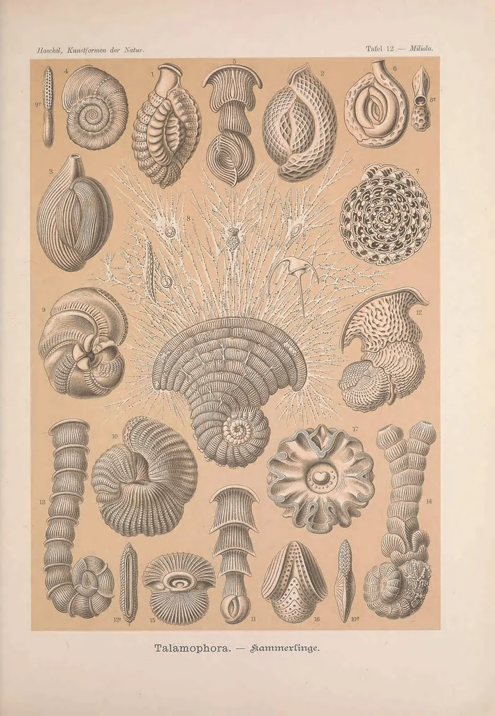 An illustration from Kunstformen der Natur (Tafel 12) BHL47387980, 1899