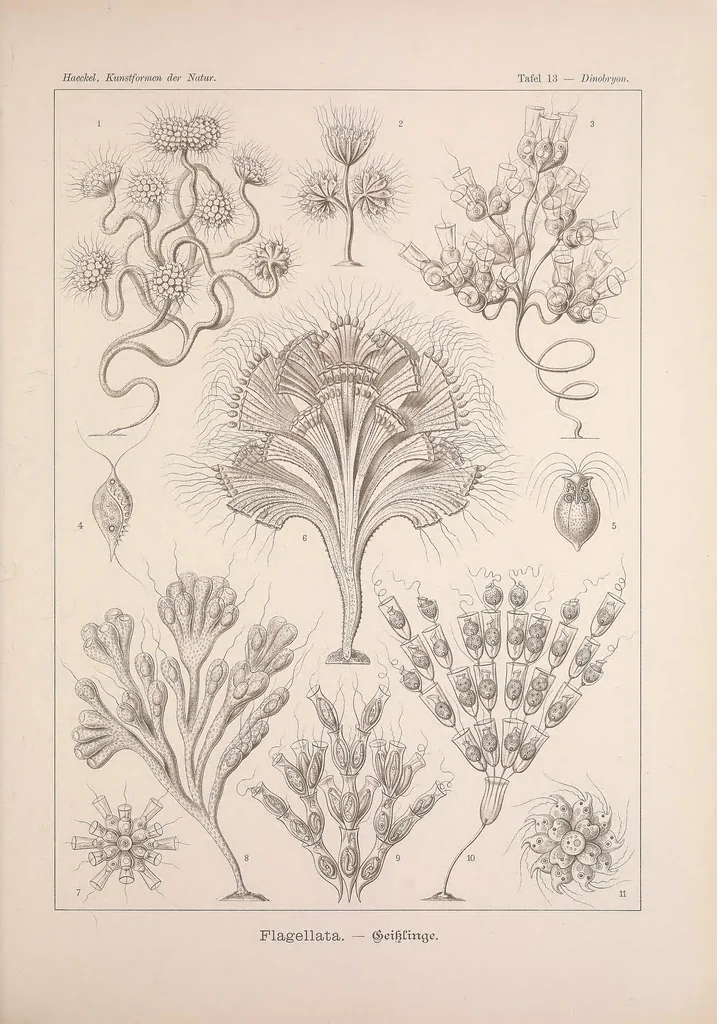 An illustration from Kunstformen der Natur (Tafel 13) BHL47387984, 1899