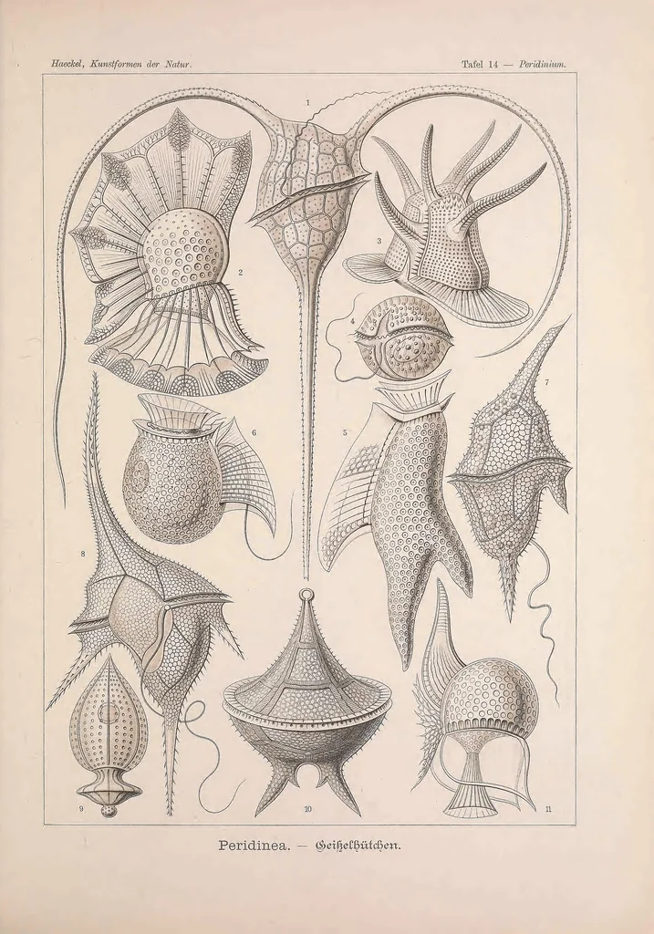 An illustration from Kunstformen der Natur (Tafel 14) BHL47387988, 1899
