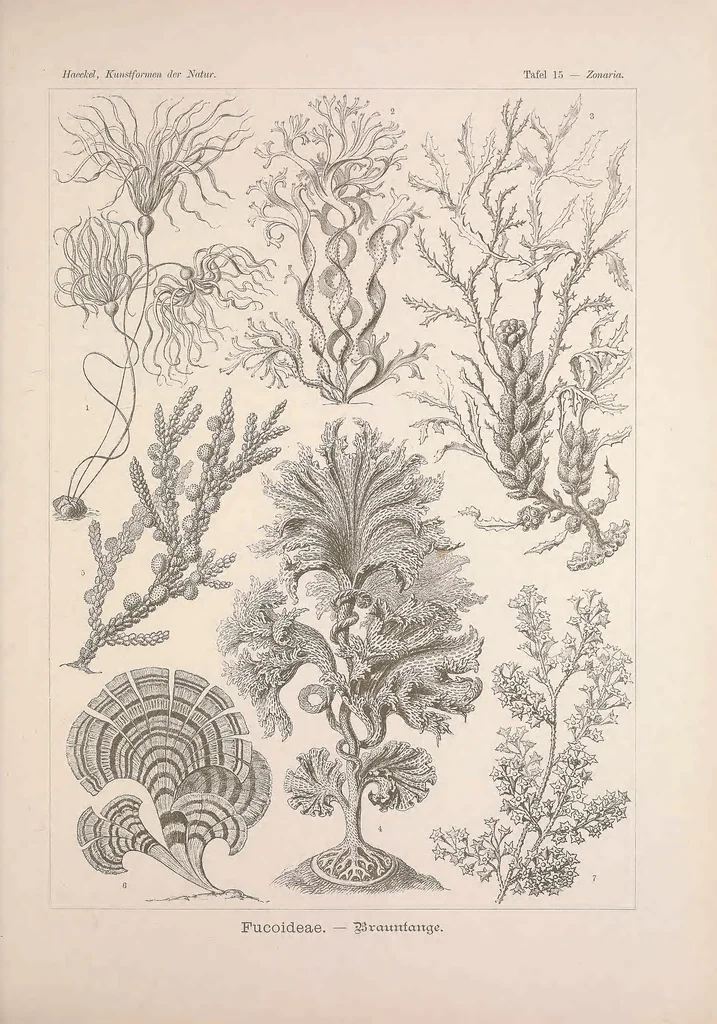 An illustration from Kunstformen der Natur (Tafel 15) BHL47387992, 1899