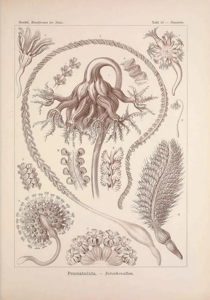 An illustration from Kunstformen der Natur (Tafel 19) BHL47388061, 1899
