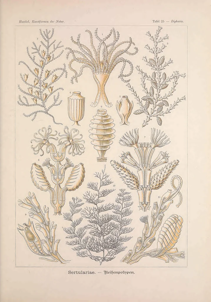 An illustration from Kunstformen der Natur (Tafel 25) BHL47388091, 1899