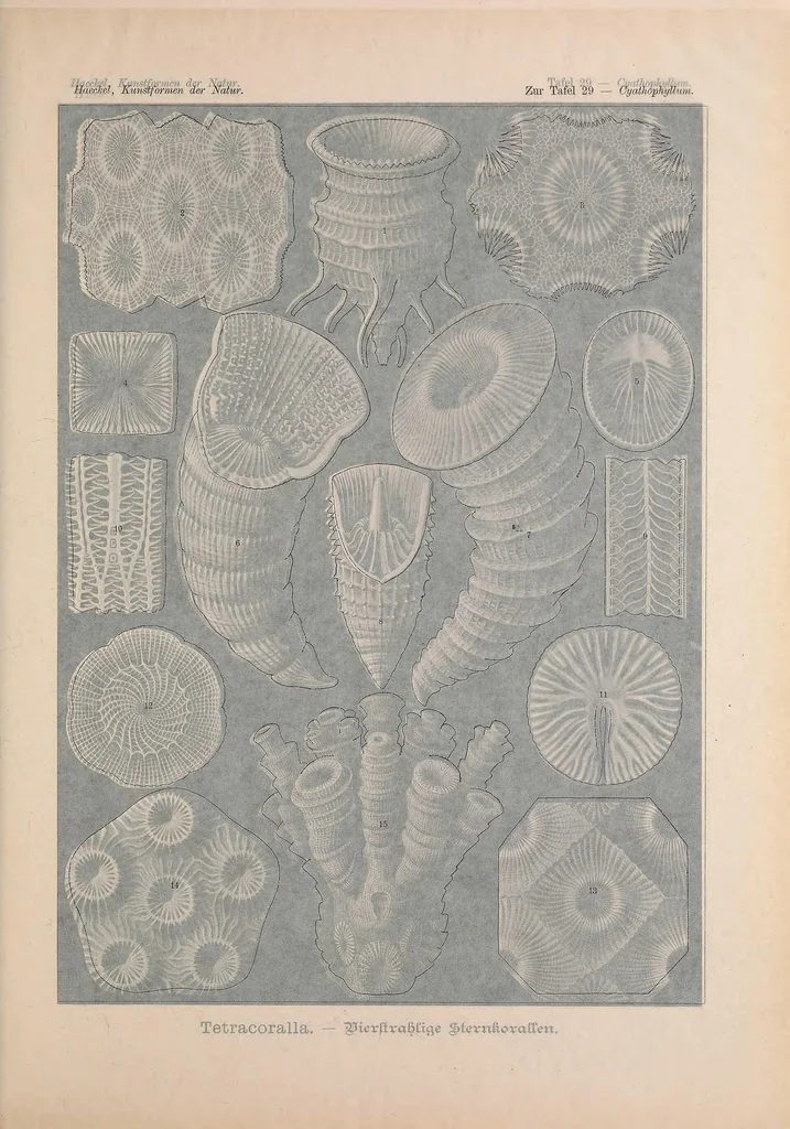 An illustration from Kunstformen der Natur (Tafel 29) BHL47388107, 1899