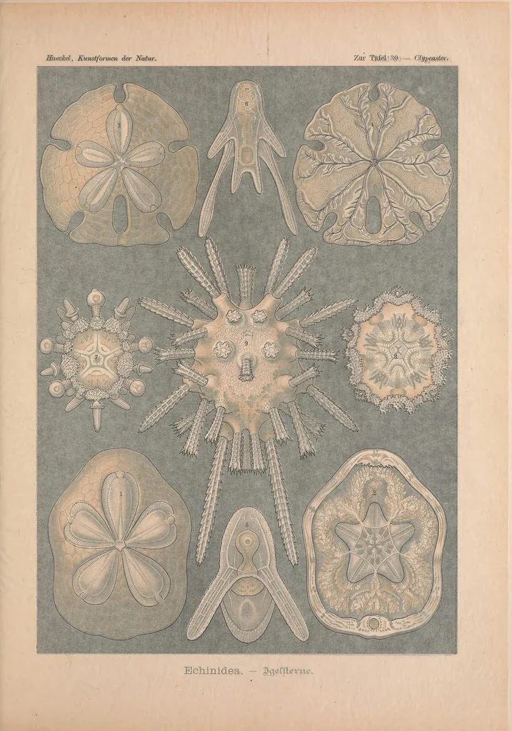 An illustration from Kunstformen der Natur (Tafel 30) BHL47388113, 1899