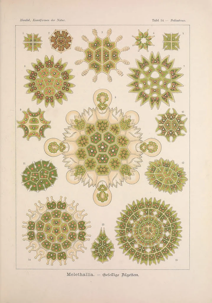 An illustration from Kunstformen der Natur (Tafel 34) BHL47388139, 1899