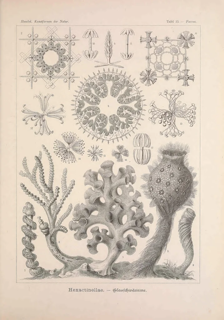 An illustration from Kunstformen der Natur (Tafel 35) BHL47388143, 1899