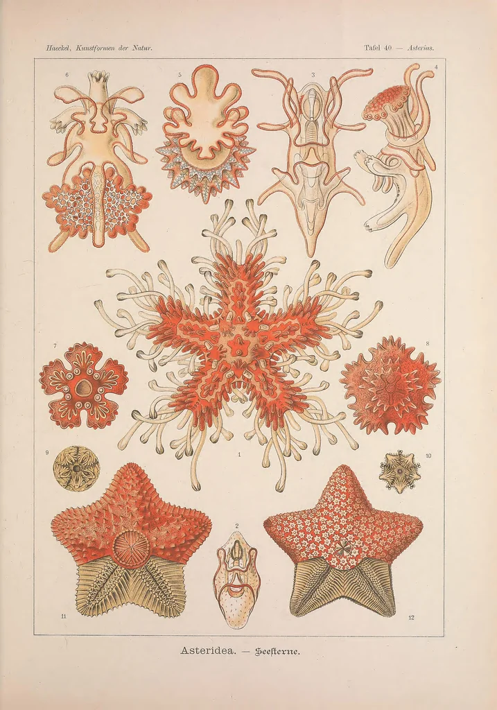 An illustration from Kunstformen der Natur (Tafel 40) BHL47388165, 1899