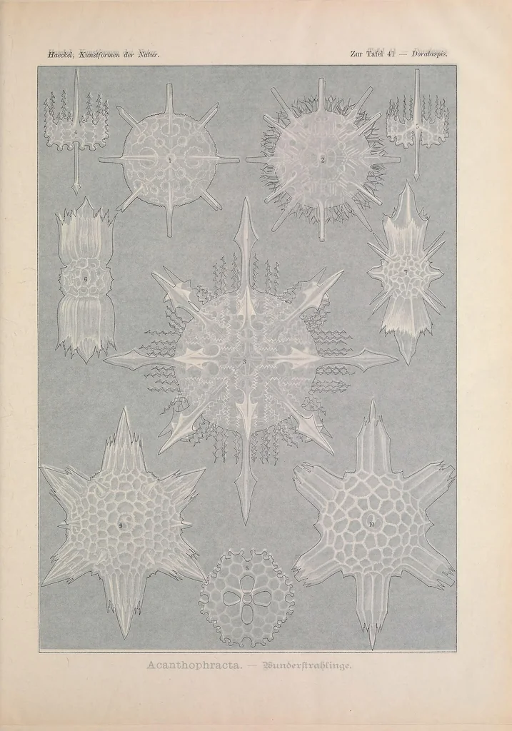 An illustration from Kunstformen der Natur (Tafel 41) BHL47388175, 1899