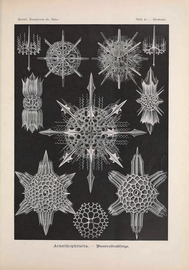 An illustration from Kunstformen der Natur (Tafel 41) BHL47388177, 1899