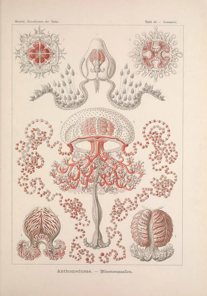 An illustration from Kunstformen der Natur (Tafel 46) BHL47388199, 1899