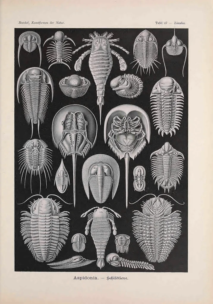 An illustration from Kunstformen der Natur (Tafel 47) BHL47388205, 1899