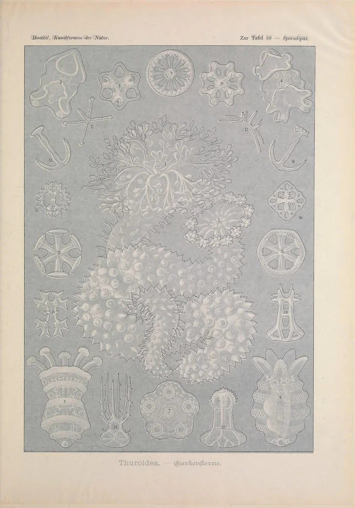 An illustration from Kunstformen der Natur (Tafel 50) BHL47388219, 1899
