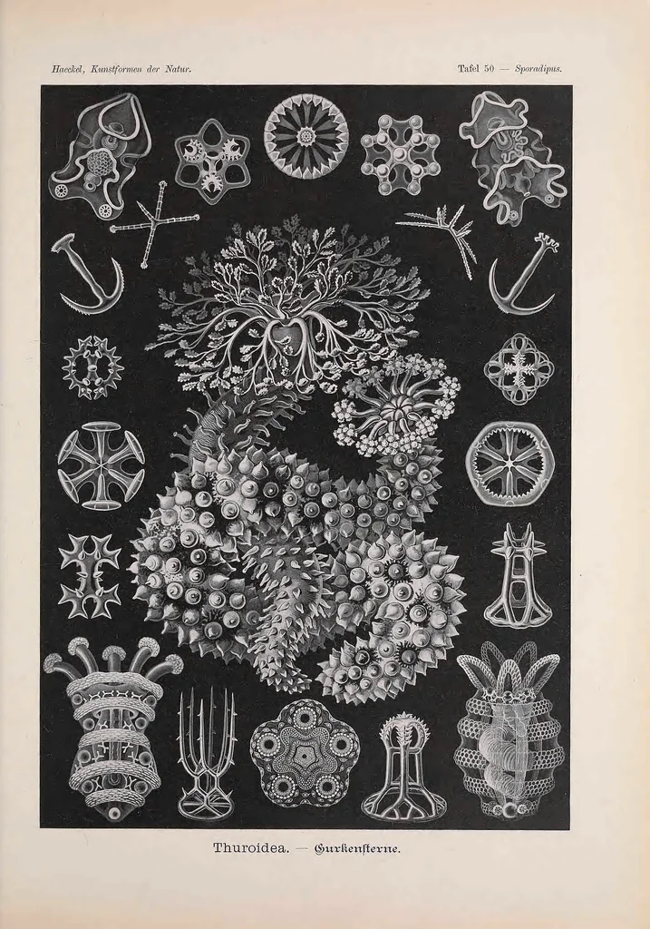 An illustration from Kunstformen der Natur (Tafel 50) BHL47388221, 1899