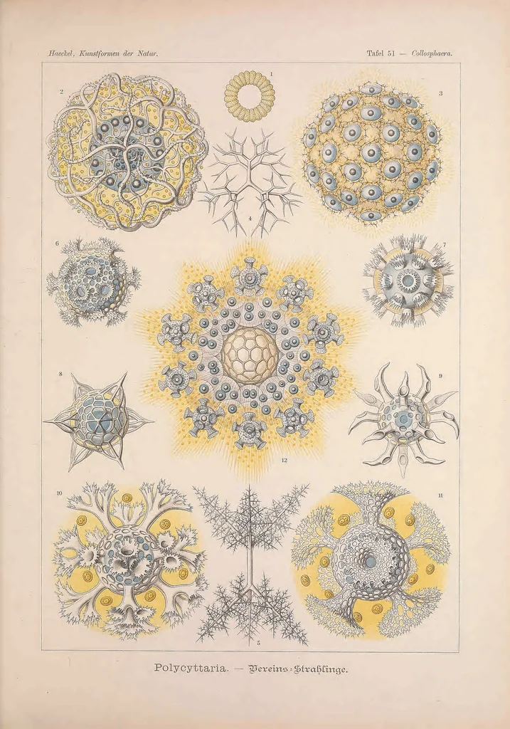 An illustration from Kunstformen der Natur (Tafel 51) BHL47388231, 1899