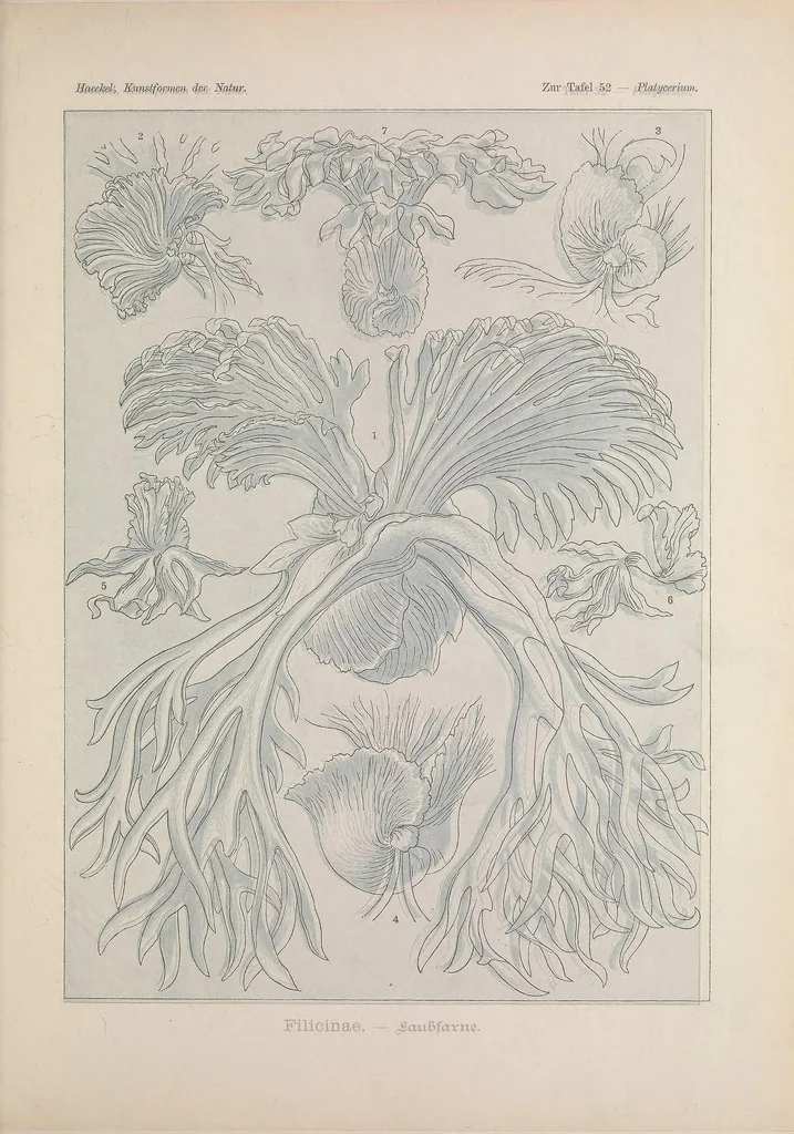 An illustration from Kunstformen der Natur (Tafel 52) BHL47388235, 1899