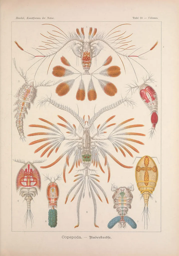 An illustration from Kunstformen der Natur (Tafel 56) BHL47388257, 1899