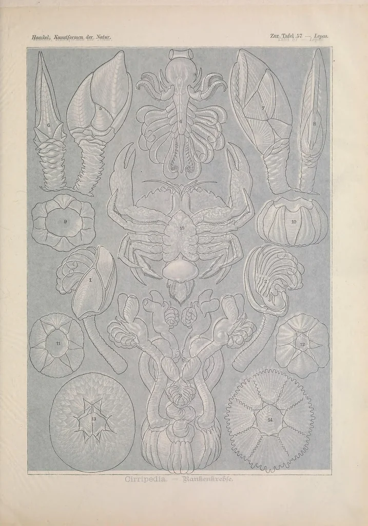 An illustration from Kunstformen der Natur (Tafel 57) BHL47388261, 1899