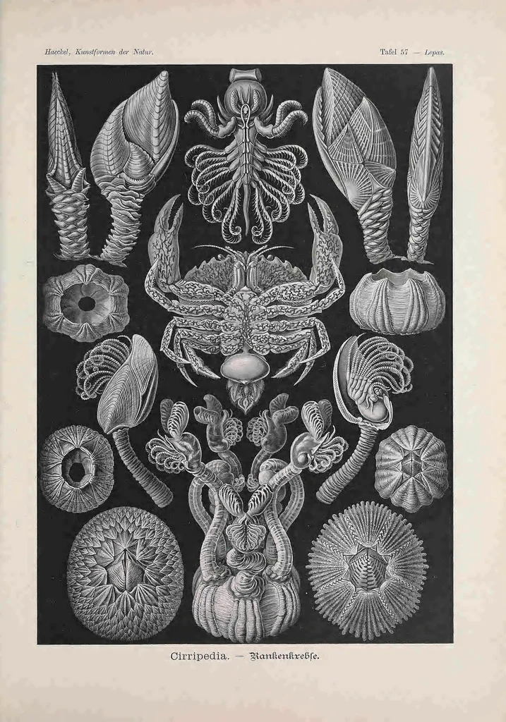 An illustration from Kunstformen der Natur (Tafel 57) BHL47388263, 1899