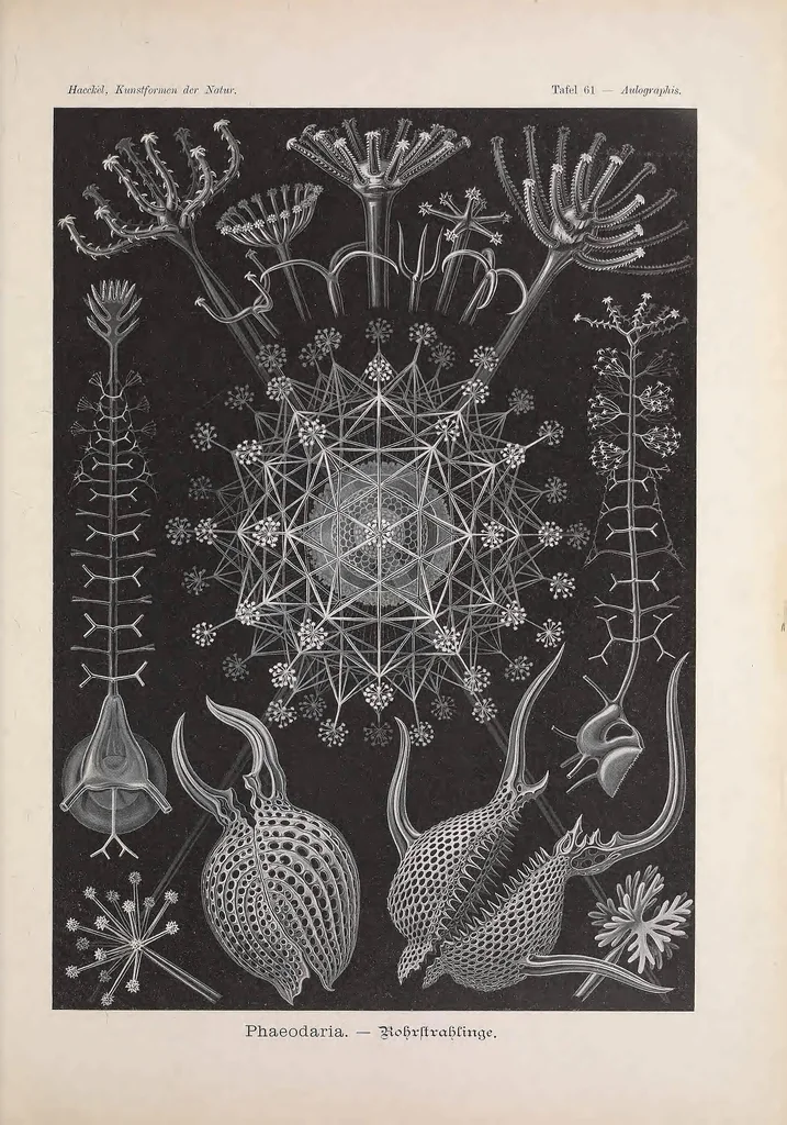 An illustration from Kunstformen der Natur (Tafel 61) BHL47388291, 1899