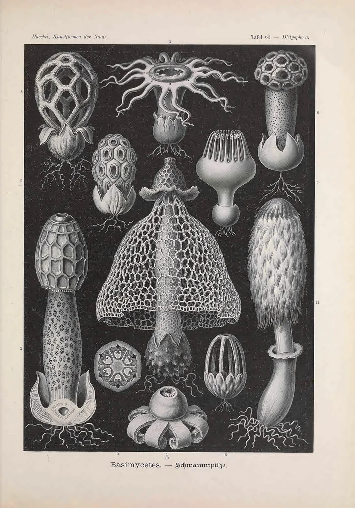 An illustration from Kunstformen der Natur (Tafel 63) BHL47388299, 1899