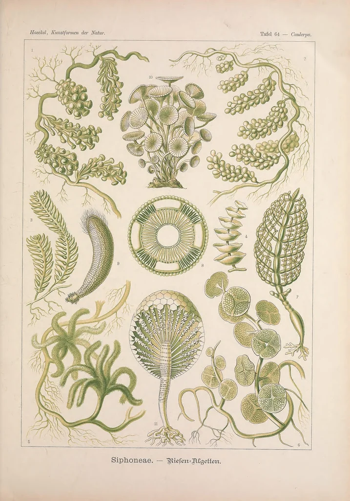 An illustration from Kunstformen der Natur (Tafel 64) BHL47388303, 1899