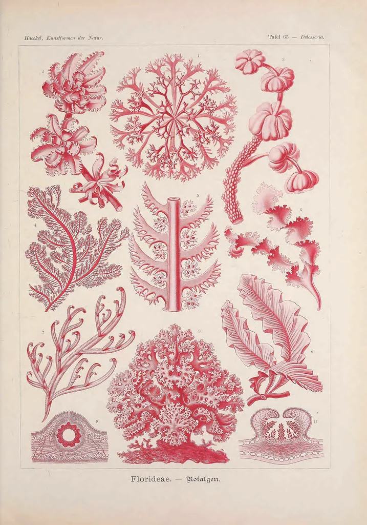 An illustration from Kunstformen der Natur (Tafel 65) BHL47388307, 1899