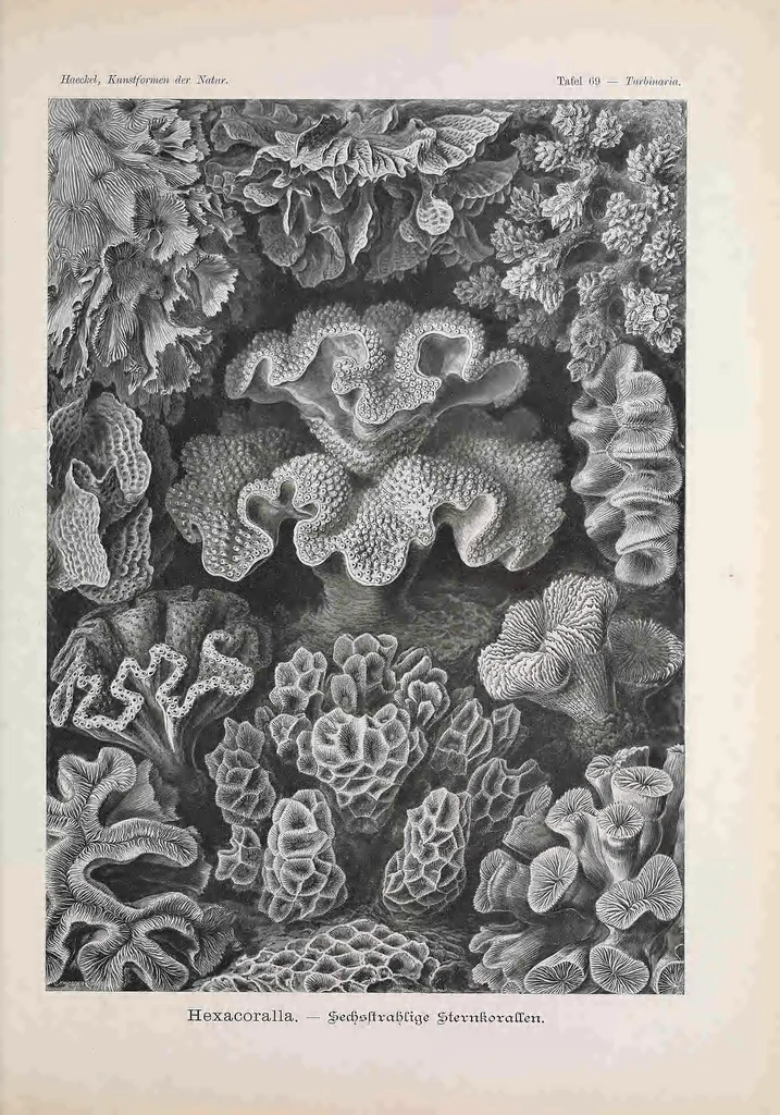 An illustration from Kunstformen der Natur (Tafel 69) BHL47388325, 1899