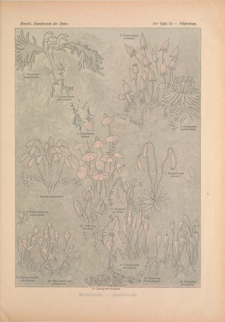 An illustration from Kunstformen der Natur (Tafel 72) BHL47388343, 1899