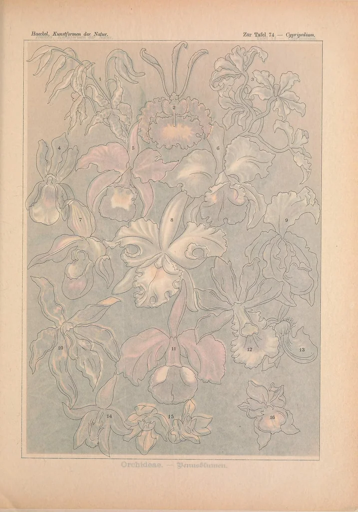 An illustration from Kunstformen der Natur (Tafel 74) BHL47388353, 1899