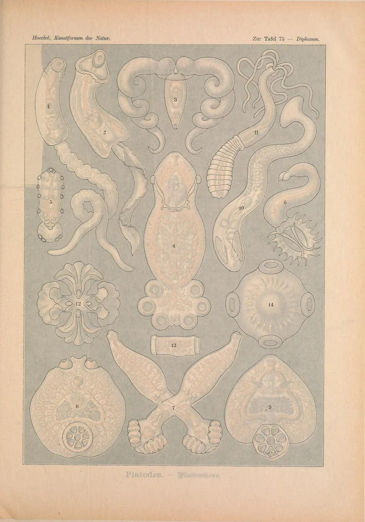 An illustration from Kunstformen der Natur (Tafel 75) BHL47388359, 1899