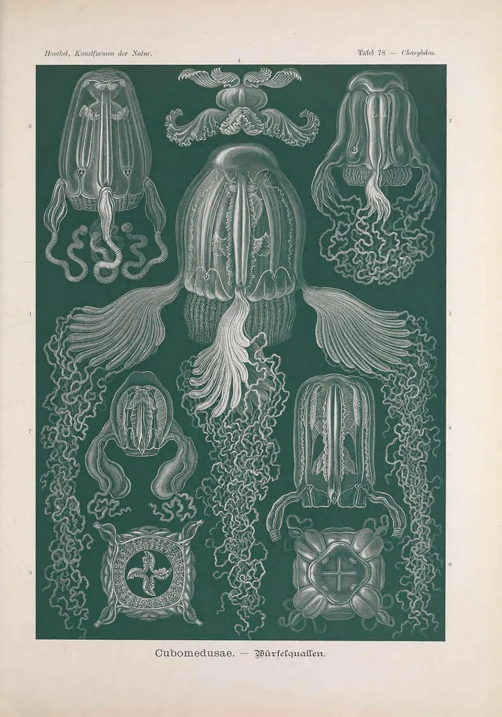 An illustration from Kunstformen der Natur (Tafel 78) BHL47388373, 1899