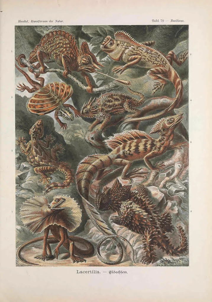 An illustration from Kunstformen der Natur (Tafel 79) BHL47388377, 1899