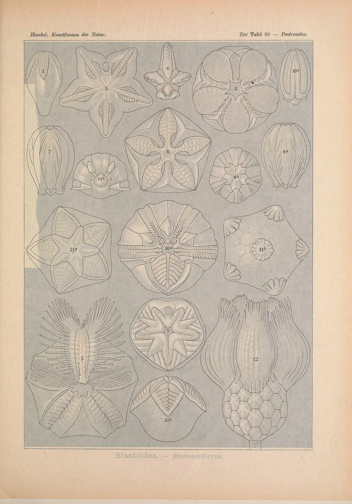 An illustration from Kunstformen der Natur (Tafel 80) BHL47388381, 1899