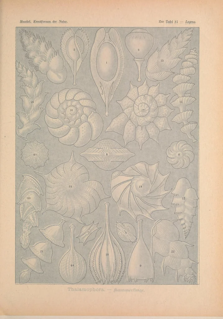 An illustration from Kunstformen der Natur (Tafel 81) BHL47388393, 1899