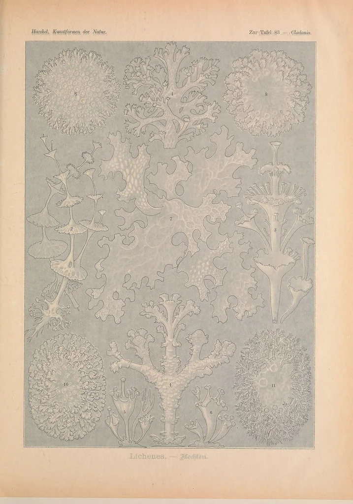 An illustration from Kunstformen der Natur (Tafel 83) BHL47388403, 1899