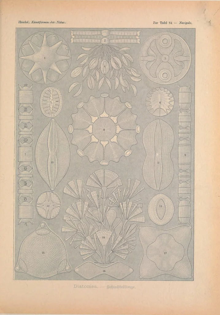 An illustration from Kunstformen der Natur (Tafel 84) BHL47388409, 1899