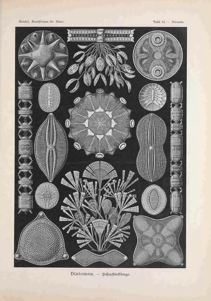 An illustration from Kunstformen der Natur (Tafel 84) BHL47388411, 1899