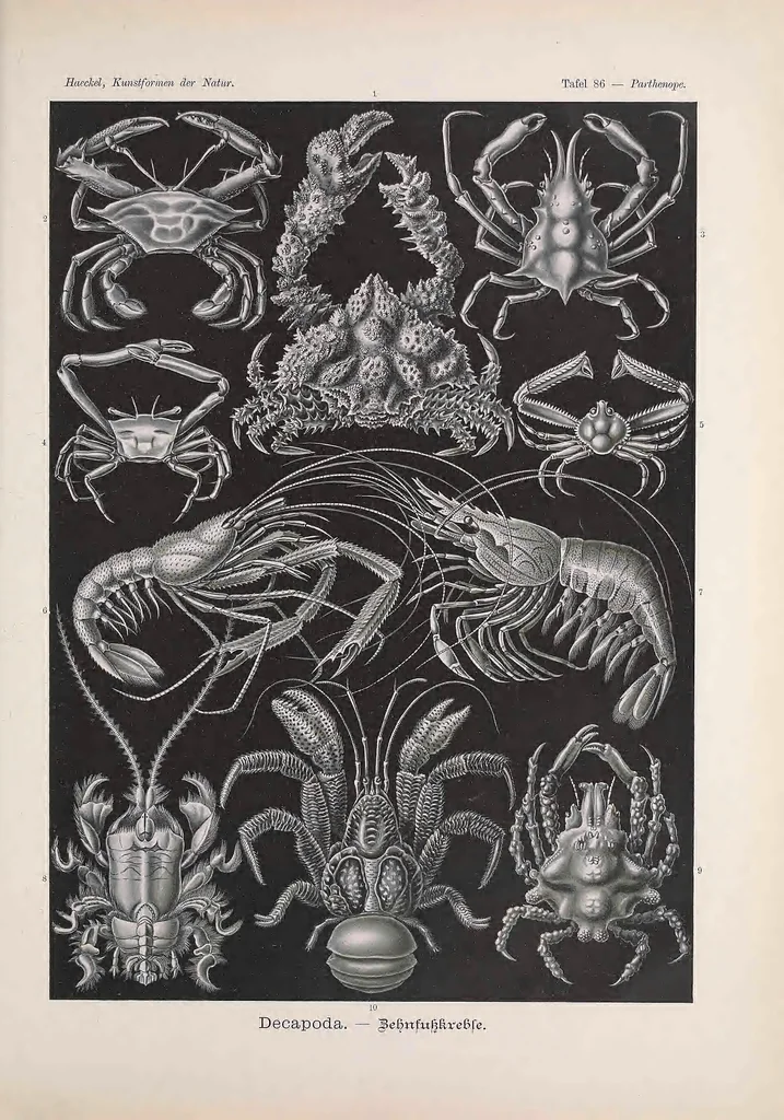 An illustration from Kunstformen der Natur (Tafel 86) BHL47388421, 1899
